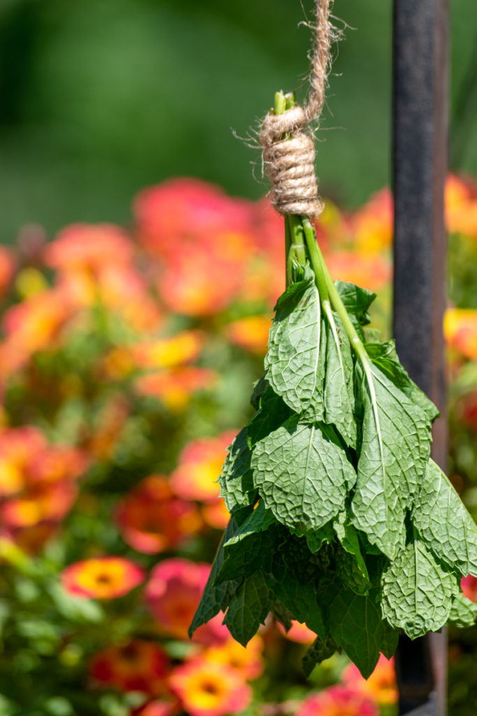 fresh sprigs of mint hanging to dry